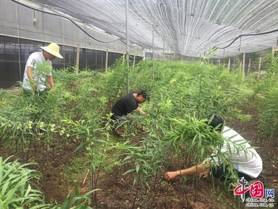 云南麗江:打造產業扶貧 帶領村民增收致富