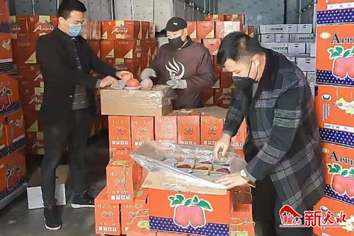 秦州區農業產業化龍頭企業協會捐贈28噸 花牛蘋果 運往武漢戰 疫 一線