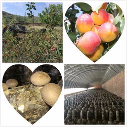 固原市原州區河川鄉輝之煌鄉村旅游觀光專業合作社正式成立
