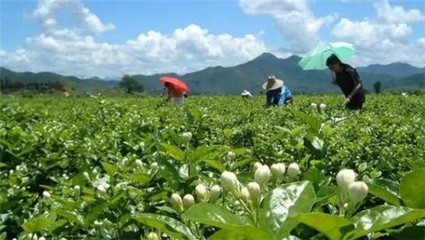 柳州這42個村要發大財 年入100萬元!有你老家嗎?
