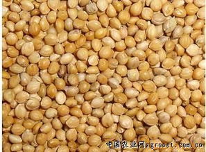 陽原縣金弟農副產品有限責任公司