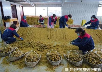 金蛋,Q彈~